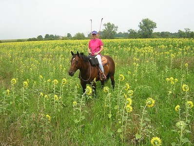 Robin on horseback in a sunflower field